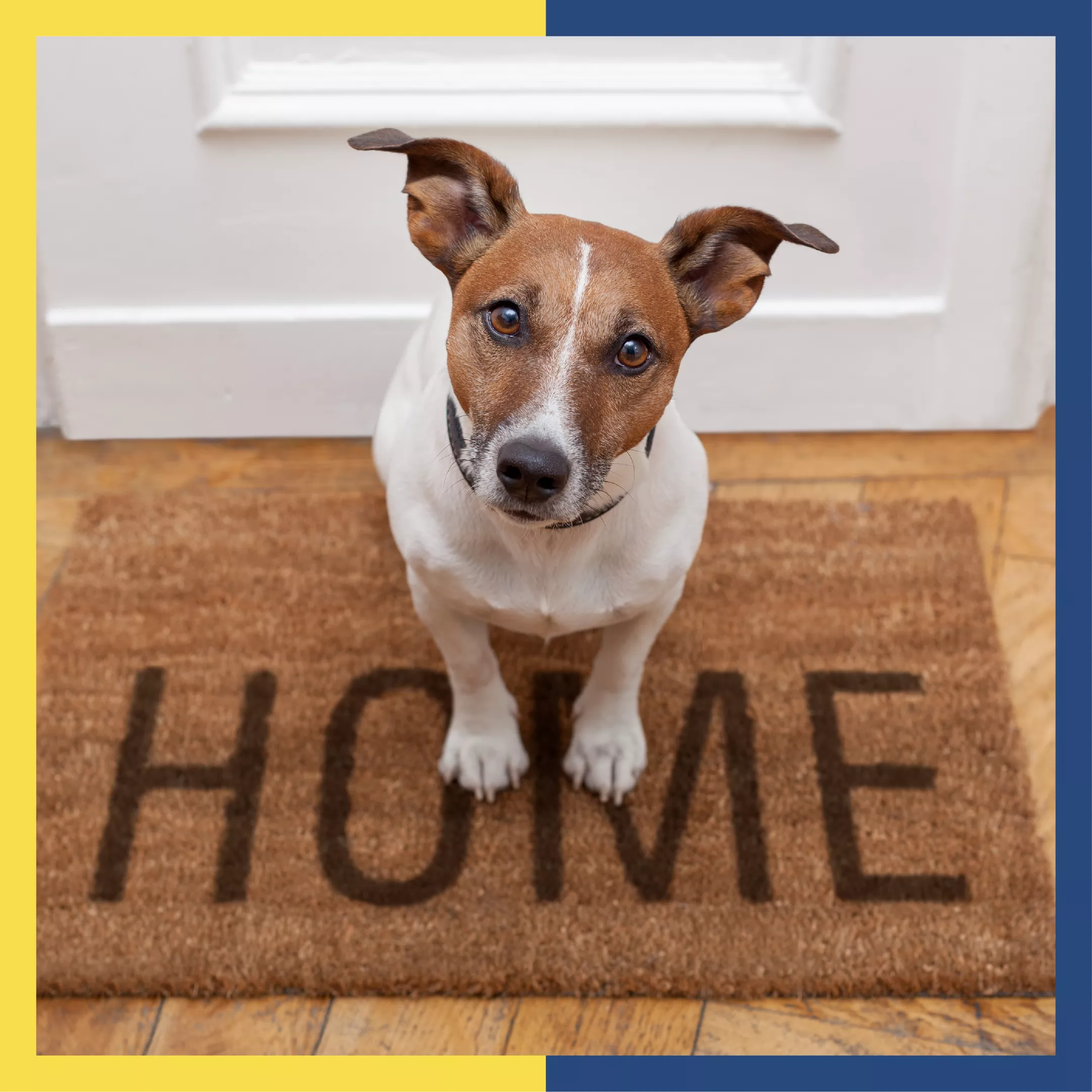 Safeguarding your pet's health: water leakage solutions for home